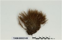 藏品(曲尾苔科)的圖片